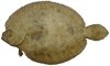 flounder.jpg