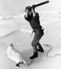 seal-clubbing-image-2-224556181.jpg