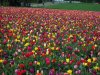 100_0011.jpg