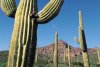phoenix_cactus_small.jpg