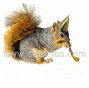party_squirrelW.gif