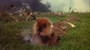 gopher.png