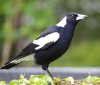 magpie-01.jpg
