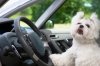 dog-in-car-credit-istock-178844907-630x419.jpg