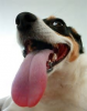 dog with long tongue.png