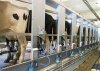 cows getting milked.jpg