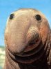 61 Real Life Snuffaluffagus_thumb.jpg