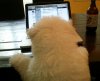 beast-zuckerberg-email.jpg