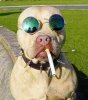 perro-disfraz11.jpg