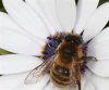 bee flower.jpg