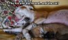 funny-picture-fox-hound-cat.jpg