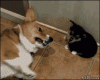 39572923dd1e79d5c74c341757675e53.gif