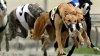 dog races.jpg