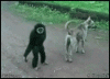 85668760cfad3723e44767fcf894c905.gif