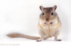 gerbils.png