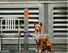 dog with post.jpg