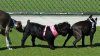 dog 3 way.jpg