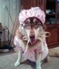 7038af0bec48d3a95404c07577939b59--funny-dog-costumes-homemade-halloween-costumes.jpg