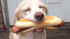 dog-hot-dog-600x340.png