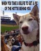 2a7361876ddecd677bcdf925399a1984--so-funny-funny-dogs.jpg