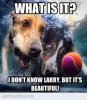 8a3d1990367c6c035b9a404cf08e7019--dogs-underwater-underwater-photos.jpg