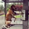 45ce6a17e5f66257607ba2cf6d19d446--funny-dog-memes-funny-dogs.jpg