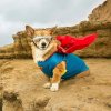 e9625d442d8b823a580e88c304378da2--dog-fashion-your-pet.jpg