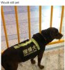 sub-buzz-668-1490096236-20.png.jpeg