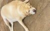 why-your-lab-is-fat-825x510.jpg