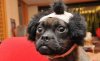 dogs_are_stupid_105.jpg
