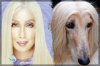 cher.jpg