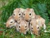 gerbils.jpg