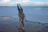 dog beach.jpg