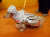 dog straight jacket 2.jpg