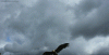 giphyattack eagle.gif