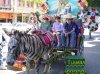 zebra donkey.jpg