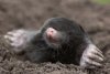 mole.jpg