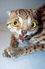 bad-taxidermy-2.jpg