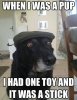 old-dog-when-i-was-a-pup.jpg