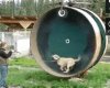 dog in a wheel.jpg