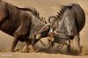 fighting_blue_wildebeest_by_kbulder-d48qs5g.jpg