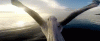 wXYrN2b.gif