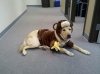 dog-halloween-costume-dublin-monkey.jpg