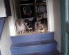 Max, Bobo, Cisco and Homer.jpg