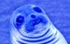 seal.jpg