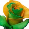 Orange and green II.jpg