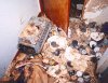 cat-hoarding-1.jpg