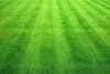 Grass.jpg