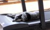 best-dog-treadmill.jpg