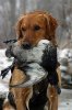 dog duck.jpg